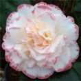 Camellia japonica Margaret Davis 1.5L Camellia japonica Margaret Davis 1.5L