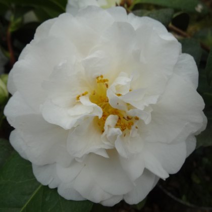 Camellia x williamsii E.T.R. Carlyon 1.5L Camellia x williamsii E.T.R. Carlyon 1.5L