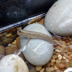 SPECIALIST MUDSKIPPER Asian SPECIALIST MUDSKIPPER Asian