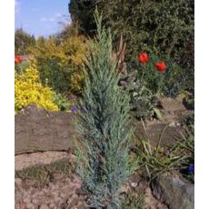 Juniperus scopulorum 'Blue Arrow' 3L Juniperus scopulorum 'Blue Arrow' 3L
