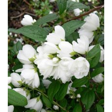 Philadelphus 'Snowbelle' 3L Philadelphus 'Snowbelle' 3L