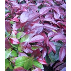 Leucothoe 'Lovita' 2L Leucothoe 'Lovita' 2L