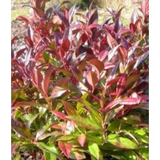 Leucothoe 'Zeblid' (SCARLETTA) 2L Leucothoe 'Zeblid' (SCARLETTA) 2L