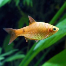 BARBS Rosy BARBS Rosy