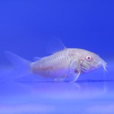 CATFISH Albino Cory CATFISH Albino Cory