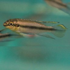 CICHLIDS Kribensis CICHLIDS Kribensis