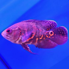 CICHLID Tiger Oscar Assorted CICHLID Tiger Oscar Assorted