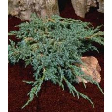 Juniperus squamata 'Blue Carpet' 3L Juniperus squamata 'Blue Carpet' 3L
