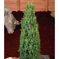 Juniperus communis 'Compressa' 3L Juniperus communis 'Compressa' 3L