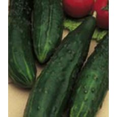 Cucumber 'Burpless Tasty Green' 9cm Cucumber 'Burpless Tasty Green' 9cm