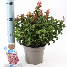 Leucothoe axillaris 'Curly Red' 2L Leucothoe axillaris 'Curly Red' 2L