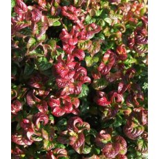 Leucothoe axillaris 'Curly Red' 2L Leucothoe axillaris 'Curly Red' 2L