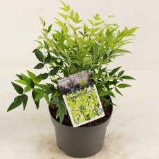 Nandina domestica 'Lemon and Lime' 2L Nandina domestica 'Lemon and Lime' 2L