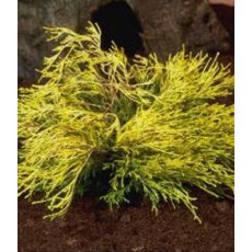 Chamaecyparis pisifera 'Filifera aurea'  3L Chamaecyparis pisifera 'Filifera aurea'  3L