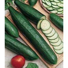Cucumber 'Femspot' 8.5cm/9cm Cucumber 'Femspot' 8.5cm/9cm