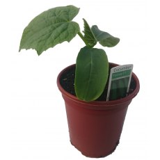 Cucumber 'Femspot' 8.5cm/9cm Cucumber 'Femspot' 8.5cm/9cm