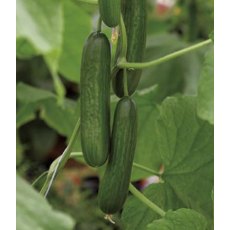 Cucumber Pasandra (Mini) 9cm Cucumber Pasandra (Mini) 9cm