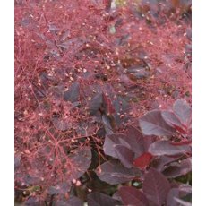 Cotinus coggygria 'Royal Purple' 3L Cotinus coggygria 'Royal Purple' 3L