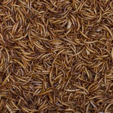 JOHNSTON & JEFF Dried Mealworms 200g JOHNSTON & JEFF Dried Mealworms 200g