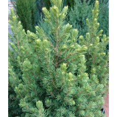 Picea glauca 'Rainbow's End' 3L Picea glauca 'Rainbow's End' 3L