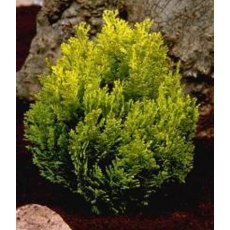Chamaecyparis lawsoniana 'Minima Aurea'  3L Chamaecyparis lawsoniana 'Minima Aurea'  3L