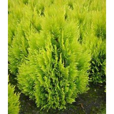 Thuja plicata 'Goldy' 3L Thuja plicata 'Goldy' 3L