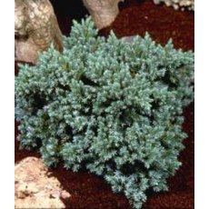 Juniperus squamata 'Blue Star' 3L Juniperus squamata 'Blue Star' 3L