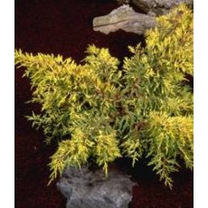 Juniperus x pfitzeriana 'Carbery Gold' 3L Juniperus x pfitzeriana 'Carbery Gold' 3L