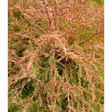 Thuja occidentalis 'Fire Chief' 3L Thuja occidentalis 'Fire Chief' 3L