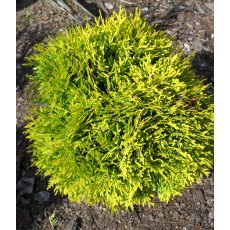 Thuja occidentalis 'Mirjam' 3L Thuja occidentalis 'Mirjam' 3L