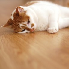 JOLLY MOGGY Laser Cat Toy JOLLY MOGGY Laser Cat Toy