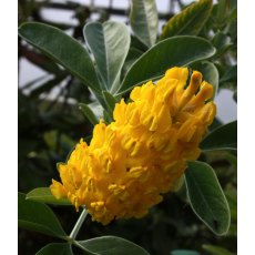 Argyrocytisus battandireri 3L Argyrocytisus battandireri 3L