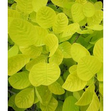 Cotinus coggygria 'Golden Spirit' 3L Cotinus coggygria 'Golden Spirit' 3L