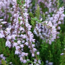 SUMMER HEATHER Calluna vulgaris 'Forest Fire' 9cm SUMMER HEATHER Calluna vulgaris 'Forest Fire' 9cm