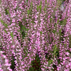 GARDEN GIRLS Calluna vulgaris 'Lena' 9cm GARDEN GIRLS Calluna vulgaris 'Lena' 9cm