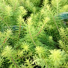 SUMMER HEATHER Erica vagans 'Yellow John' 1L SUMMER HEATHER Erica vagans 'Yellow John' 1L