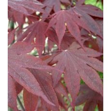 Acer palmatum 'Bloodgood' 3L Acer palmatum 'Bloodgood' 3L