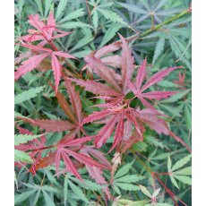 Acer palmatum 'Jerre Schwartz' 3L Acer palmatum 'Jerre Schwartz' 3L