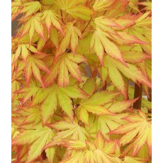 Acer palmatum 'Orange Dream' 3L Acer palmatum 'Orange Dream' 3L