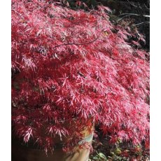 Acer palmatum var. dissectum 'Firecracker' 3L Acer palmatum var. dissectum 'Firecracker' 3L