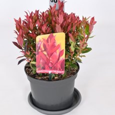 Leucothoe axillaris 'Little Flames' 2L Leucothoe axillaris 'Little Flames' 2L