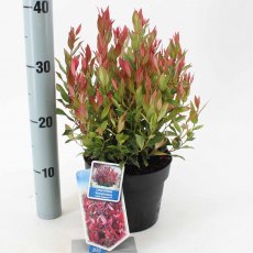 Leucothoe axillaris 'Little Flames' 2L Leucothoe axillaris 'Little Flames' 2L
