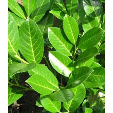 Prunus laurocerasus 'Rotundifolia' 6.5L Prunus laurocerasus 'Rotundifolia' 6.5L