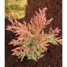 Juniperus horizontalis 'Lime Glow' 3L Juniperus horizontalis 'Lime Glow' 3L