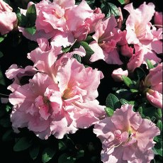 EVERGREEN AZALEA 'Betty Ann Vos' 2L EVERGREEN AZALEA 'Betty Ann Vos' 2L