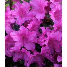 EVERGREEN AZALEA 'Blue Danube' 2L EVERGREEN AZALEA 'Blue Danube' 2L