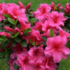 EVERGREEN AZALEA 'Chipmunk' 2L EVERGREEN AZALEA 'Chipmunk' 2L