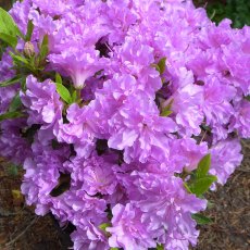 EVERGREEN AZALEA 'Elsie Lee' 2L EVERGREEN AZALEA 'Elsie Lee' 2L