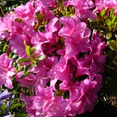 EVERGREEN AZALEA 'Flower Arranger' 2L EVERGREEN AZALEA 'Flower Arranger' 2L