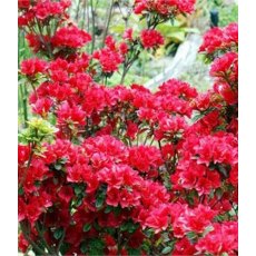 EVERGREEN AZALEA 'George Arends' 2L EVERGREEN AZALEA 'George Arends' 2L
